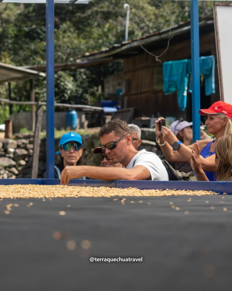 Coffee beans drying on a raised bed with hikers looking on, Salkantay trek