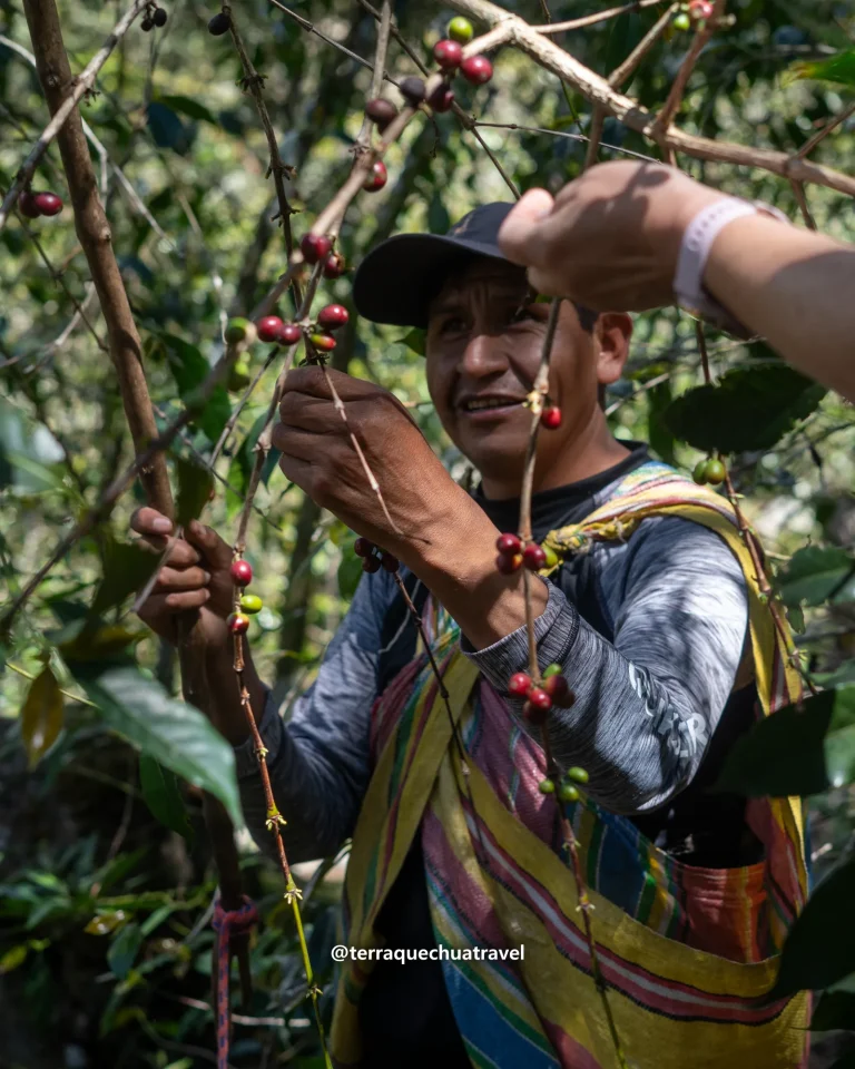 Local farmer holding a branch of ripe red coffee cherries on the Salkantay trek