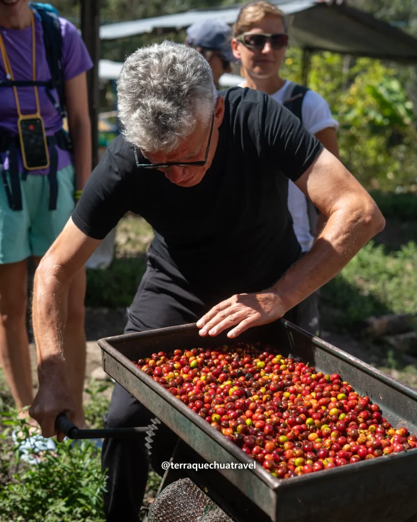 Hiker turning a hand-cranked coffee depulper full of red cherries on the Salkantay trek