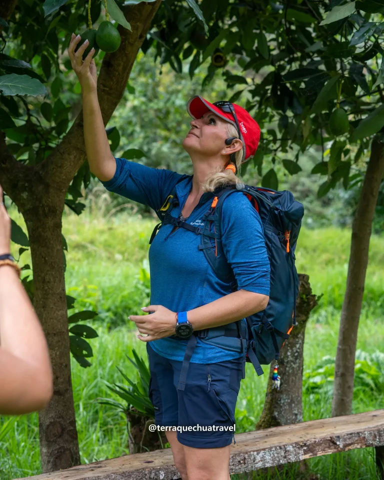 Hiker reaching up to pick fruit from a tree on the Salkantay trek
