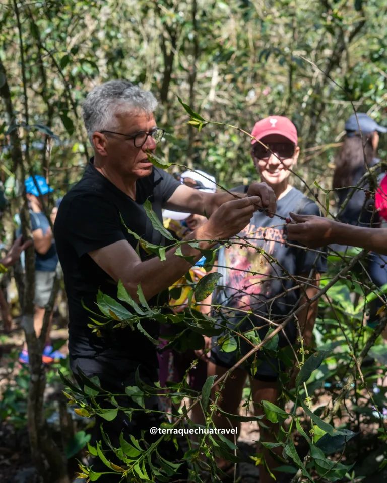 Hikers picking coffee cherries at a coffee farm on the Salkantay trek